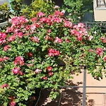Flowers 4* Nessebar