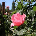Pensiune Flowers 4*