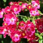 Flowers Affittacamere 4*
