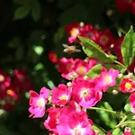 Flowers Pensiune Nesebăr