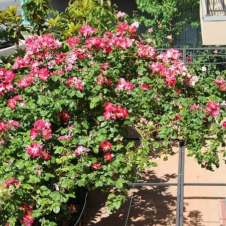 Flowers * Nesebar