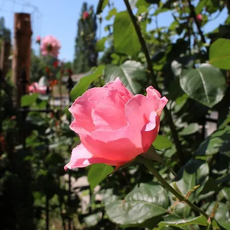 Къща за гости Flowers 4*