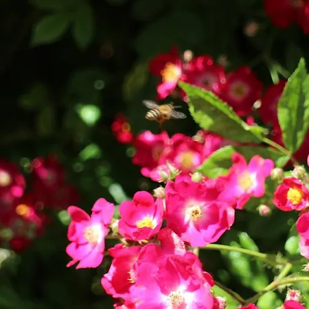 Flowers Affittacamere Nesebar