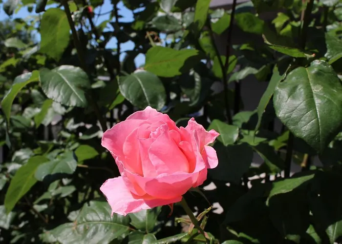 Flowers Casa de hóspedes