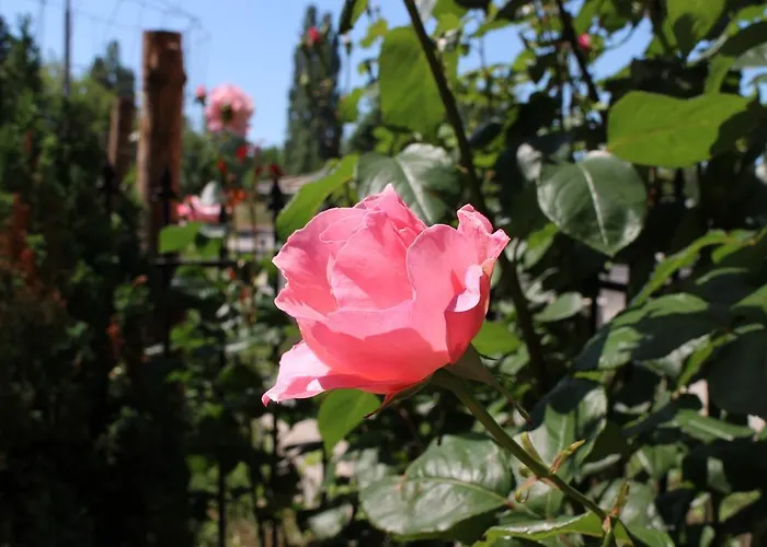 Casa de hóspedes Flowers 4*