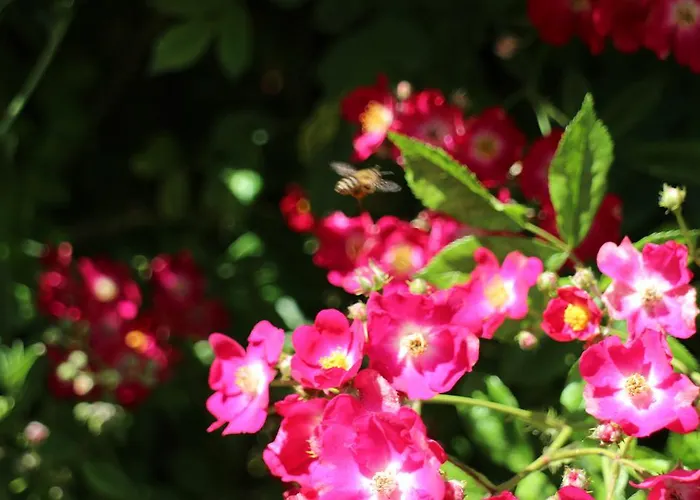 Flowers Penzion Nesebar
